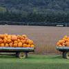 Pumpkin Wagons.