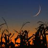 Corn and Moon
Wisconsin